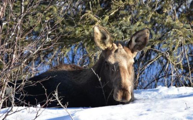 Alaska Chalet Bed & Breakfast