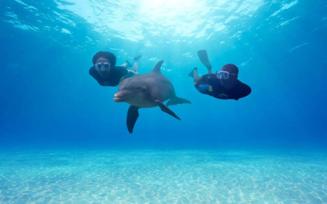 The Coral at Atlantis