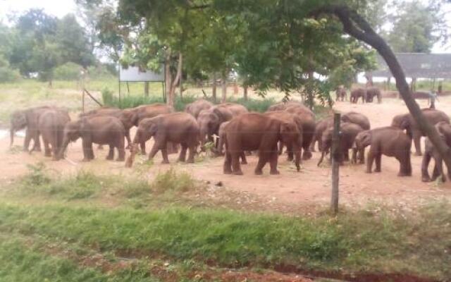 Domain Elephant Bungalow