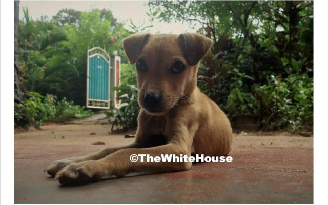 The White House