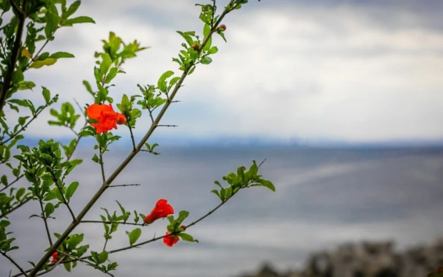 Pohang Bagliore Pension