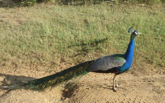 Yala Big Game Drive with Heina Eco Team