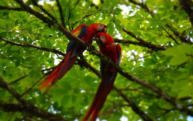 Albergue La Laguna Corcovado Park