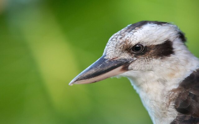 Daintree Wild Zoo & B&B