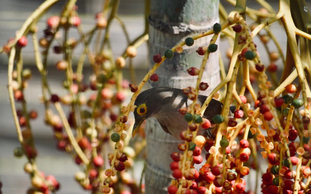 Studio Frangipani dans Villa Fleurs des Iles