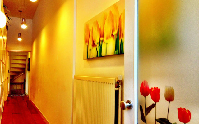 Tulip of Amsterdam