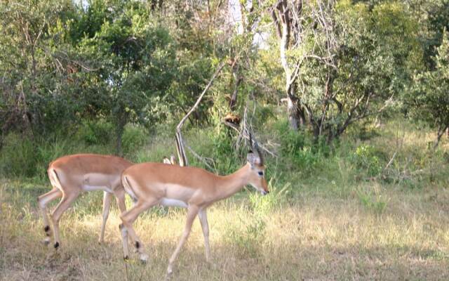 "room in Villa - Zambezi Family Lodge - Buffalo Room"