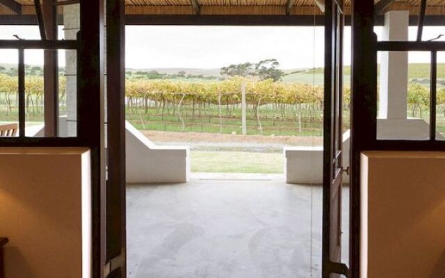 Endless Vineyards at Wildekrans Wine Estate