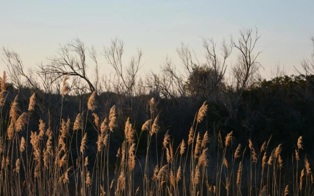 Hotel Residencia Patilla II