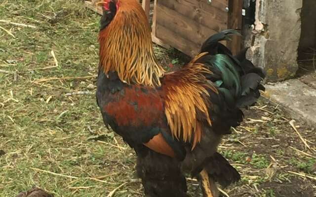 Le Relais de la Chouette