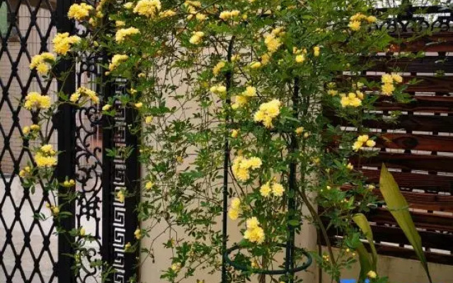 Ziyi Courtyard Guesthouse