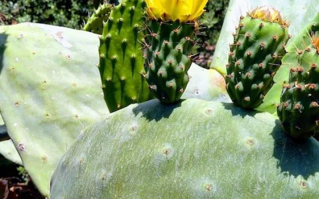 Villa con Giardino vicino al mare