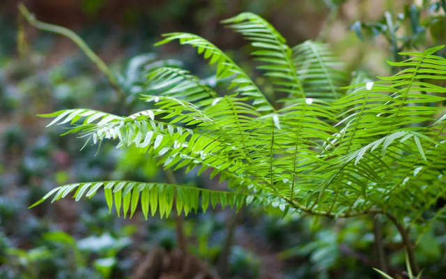 Gulangyu Phoenix Hotel