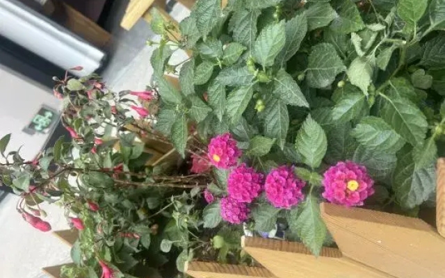 Yi Chen Xiao Yuan