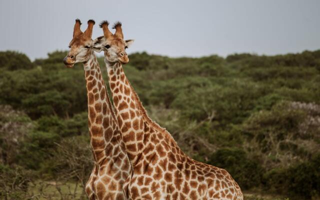 Bush Lodge (Amakhala GR)