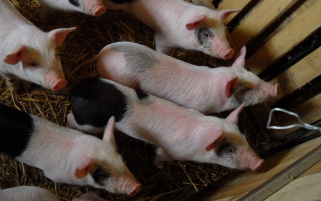 Agriturismo Terra di Michelangelo