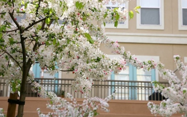 Global Luxury Suites in Silicon Valley