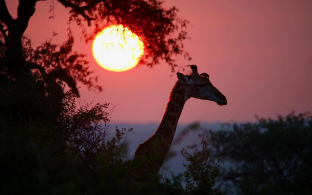 Ivory Wilderness River Rock Lodge