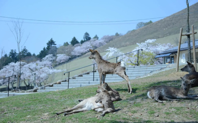 Mountain Home Lodge in Deer Park