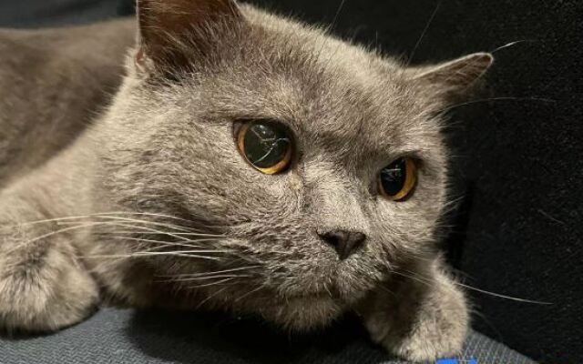 silver yard (Qixingyan Xinghu Yanqian Store)