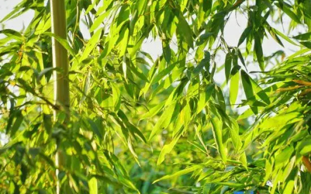 Hangzhou Jingxin Mushe Homestay
