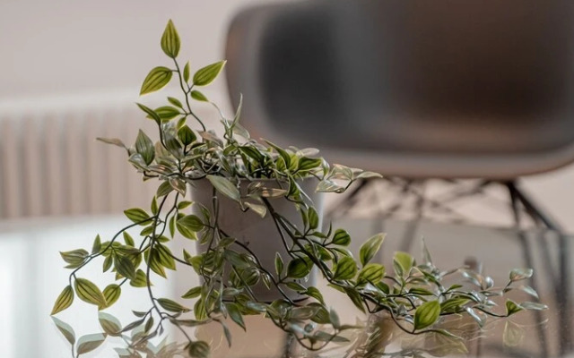 Tergestroom & Boutique Apartments