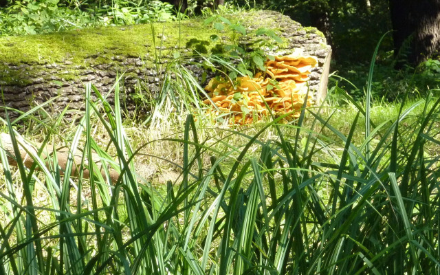 Spreewald - Pension Spreeaue