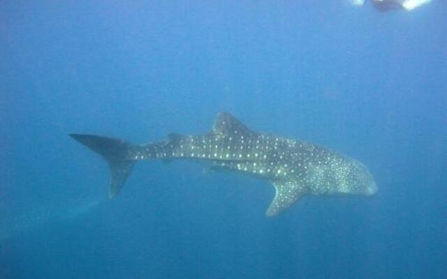 Dive Point Alcoy