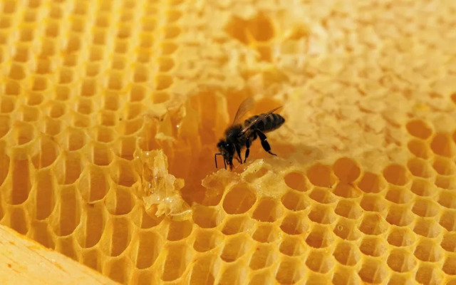 Finca Banyols, Vignette Collection by IHG