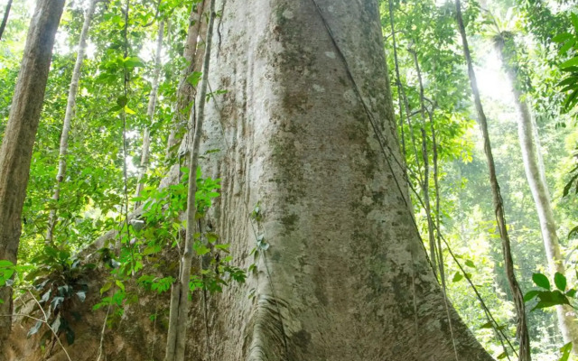 Mutiara Taman Negara
