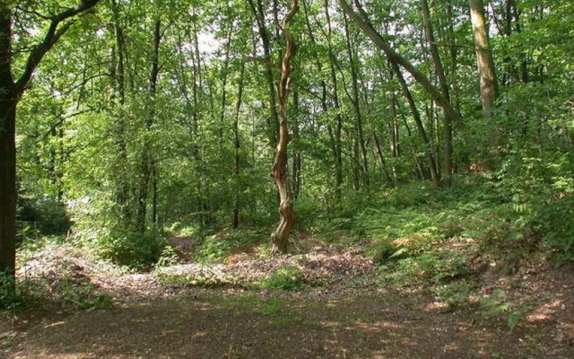 Bungalow in Kempen Forests for Nature Lovers