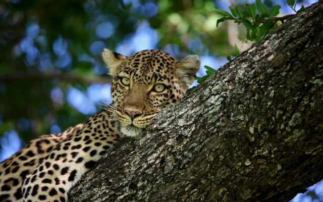 Ivory Wilderness River Rock Lodge