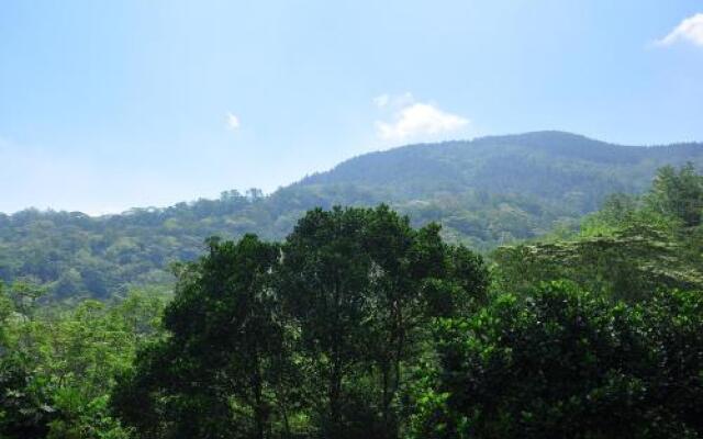 Jungle Breeze