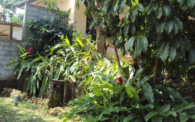 WAA Angsri Jatiluwih