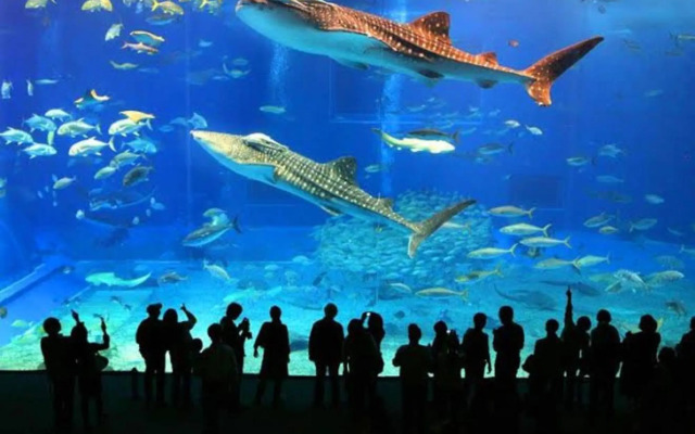 Santos Linda!! Apartment for Business and Leisure.