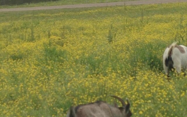 Meadow View Farm