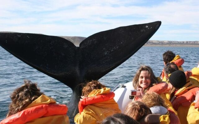 Bahia Delfines
