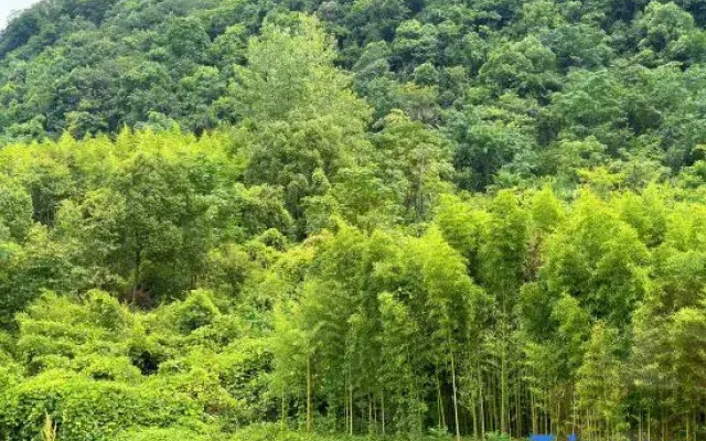 Tonglu Free Qingjing Homestay