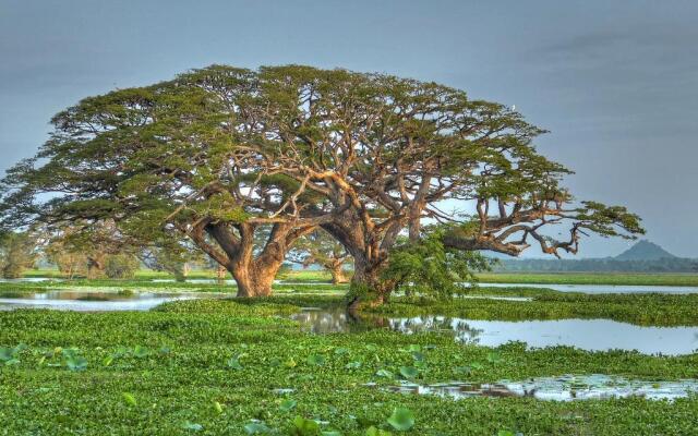 The Rain Tree Hotel