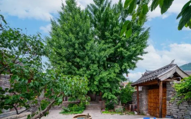 Two Ginkgo Trees · Old House Courtyard Homestay (Tianjin Jizhou Xijingyu) – Outside – Tianjin