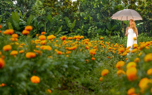 Nandini Jungle by Hanging Gardens