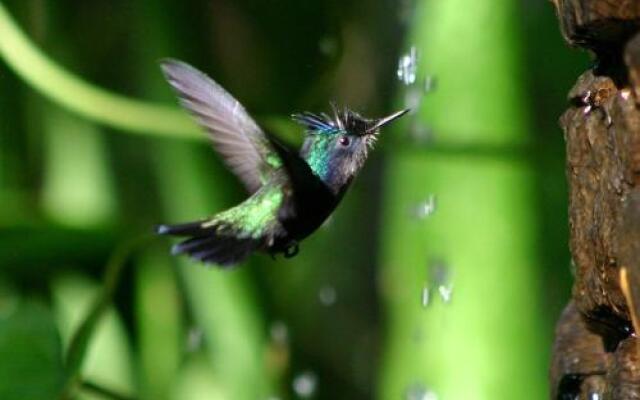 FireFly Hotel Mustique