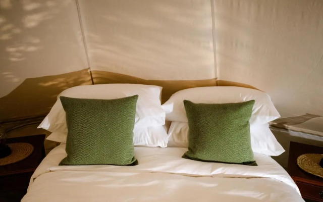 The Forest at Mount Congreve Gardens