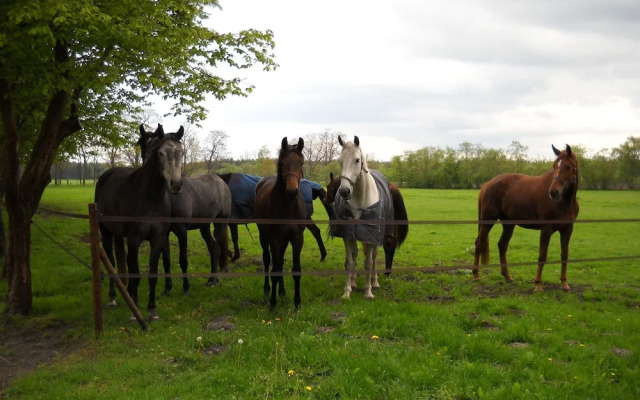 Spacious Farmhouse in HaselÃ¼nne Amidst the Forest