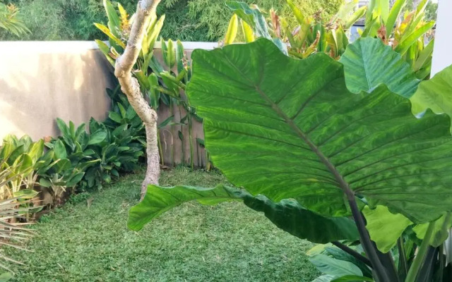 Maya Kori Villa