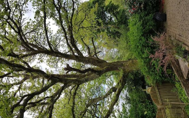 Meadow Oak