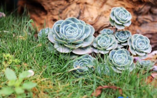 Yewang Su Lake View Light Luxury Hostel