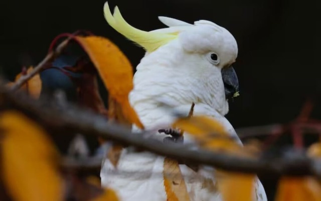 Tullys Hut - Walk to Hikes, Waterfalls, Views