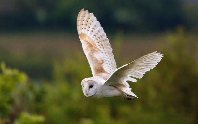 Owl Lodge