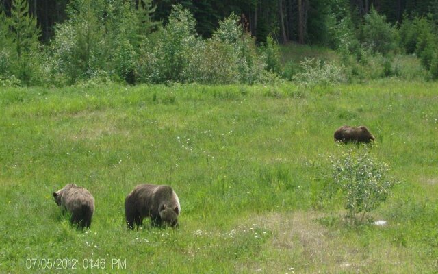 TimberWolf Lodge B&B